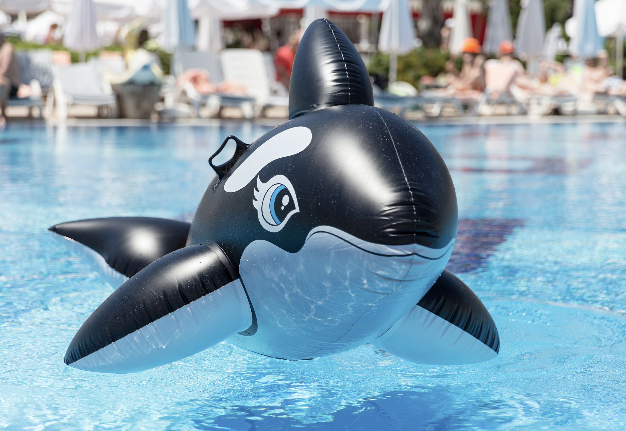 Chat with Pool Toy Whale | non-human animal