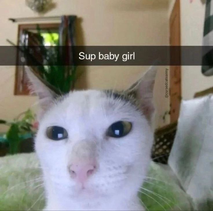 Rizz cat - NSFW Character AI Chat - comedy