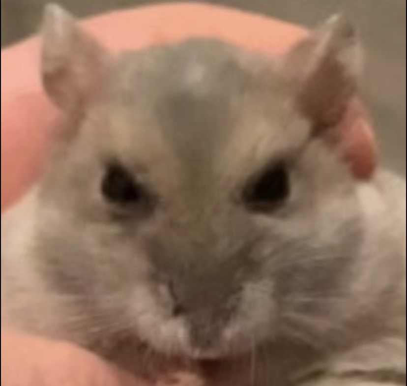 Chat with Rat | animal furry