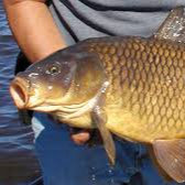 Chat with Fish | animal male