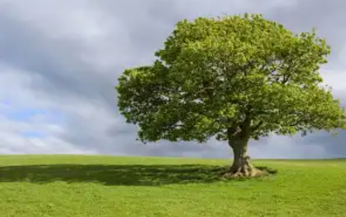 Chat with a talking tree | non-binary