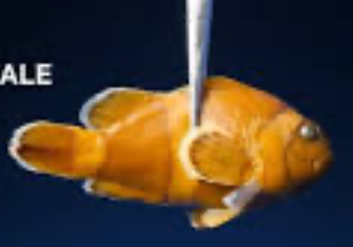 Chat with Female Fish. | animal cute