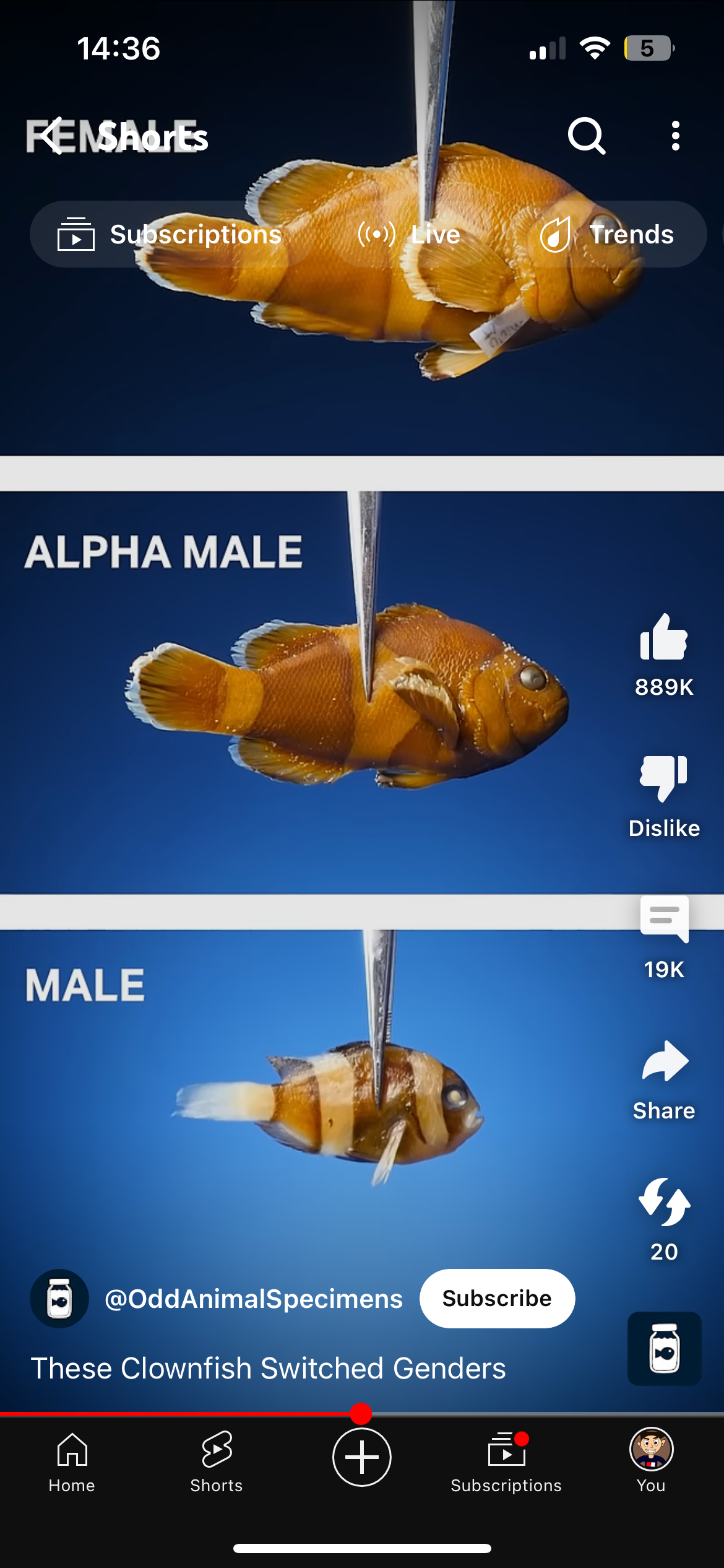 Chat with Male fish. | animal friend