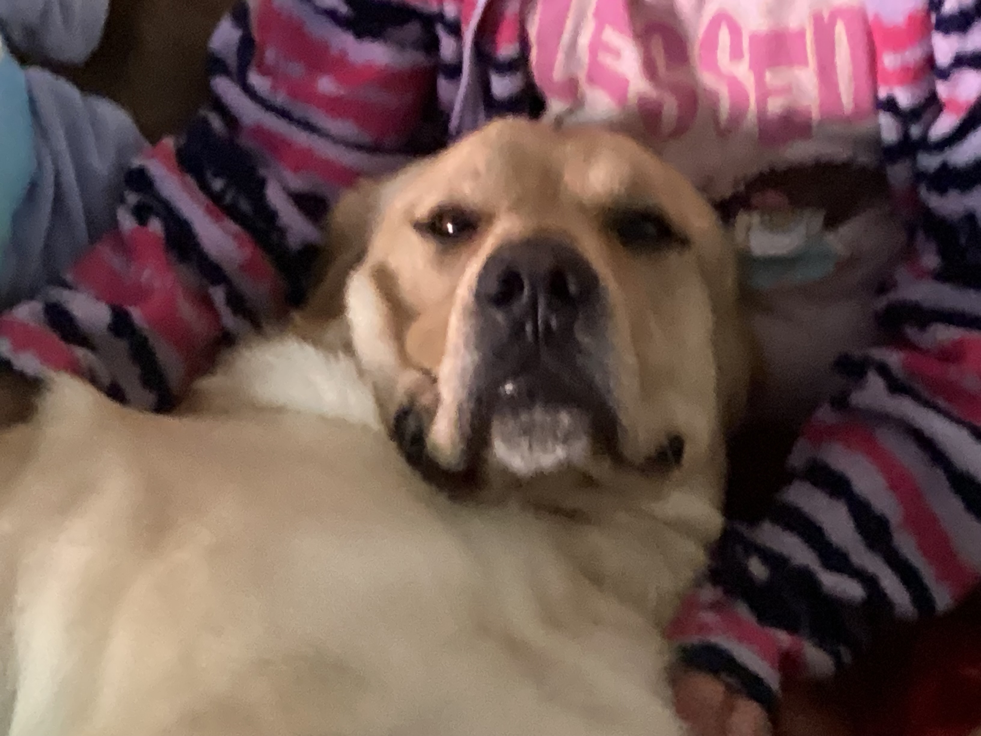 Chat with Dog | animal non-binary