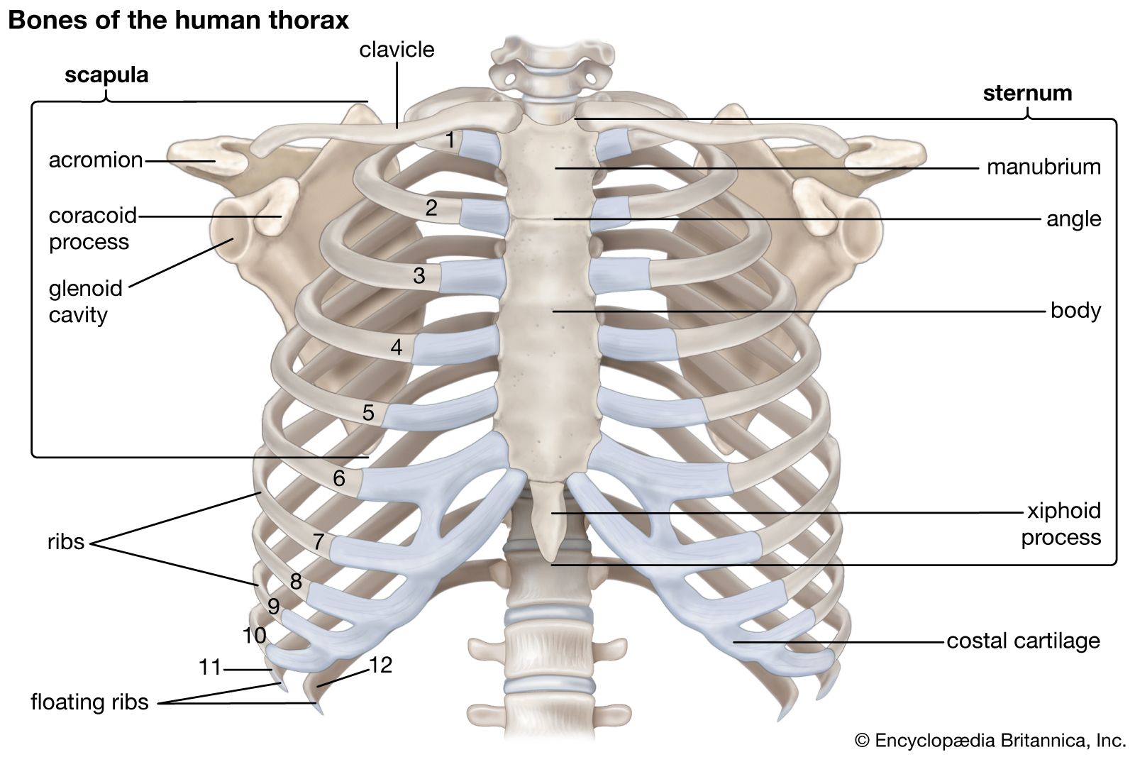 Chat with Rib cage | female