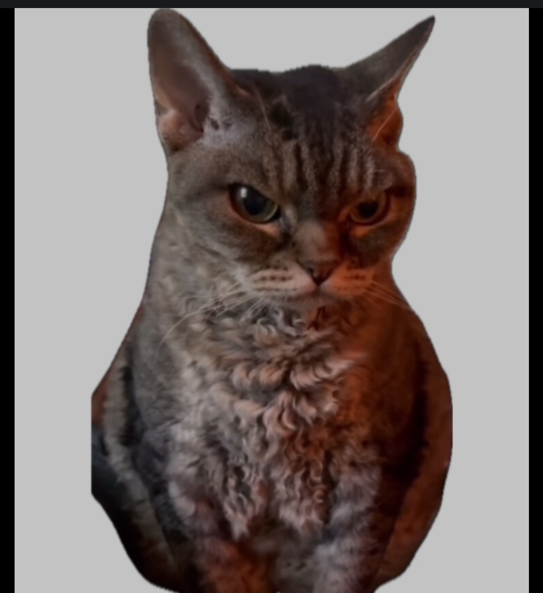 Chat with Angry cat | male