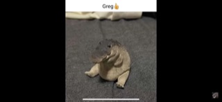Chat with Greg | animal assistant