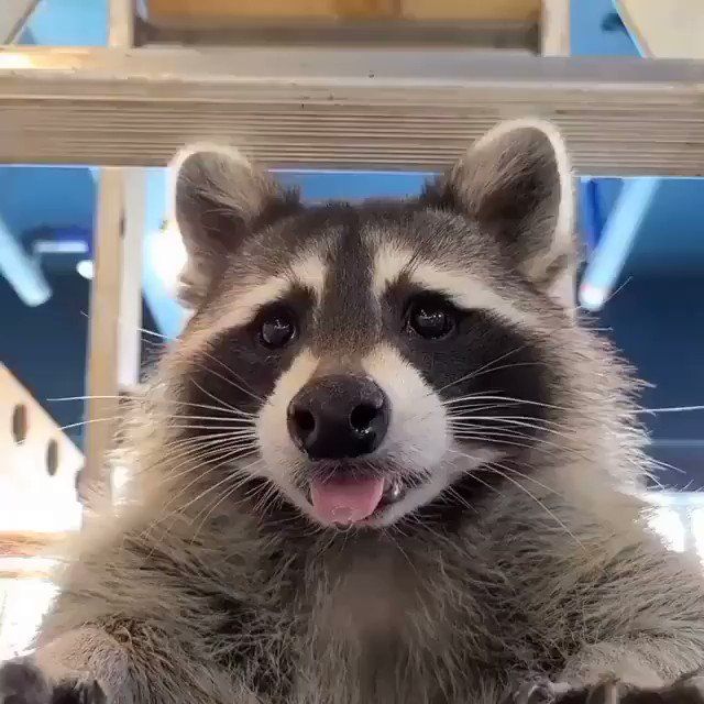Le Racoon - NSFW Character AI Chat - action