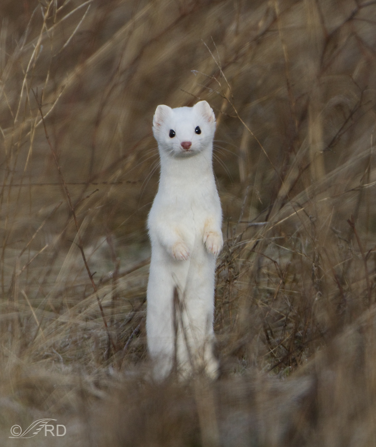 Chat with Winter Stoat | animal feral
