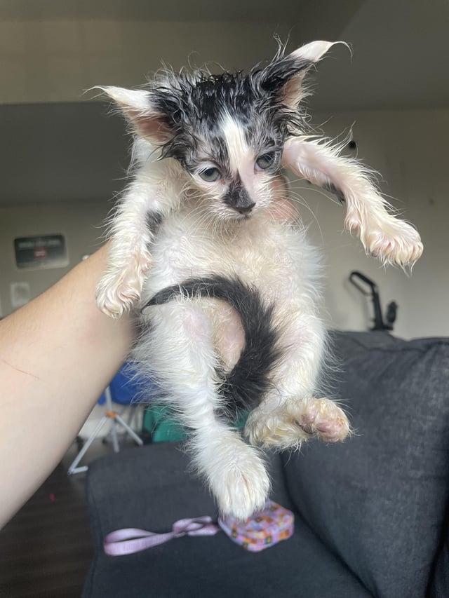 Chat with scraggly cat | animal wholesome
